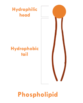Phospholipid molecule diagram