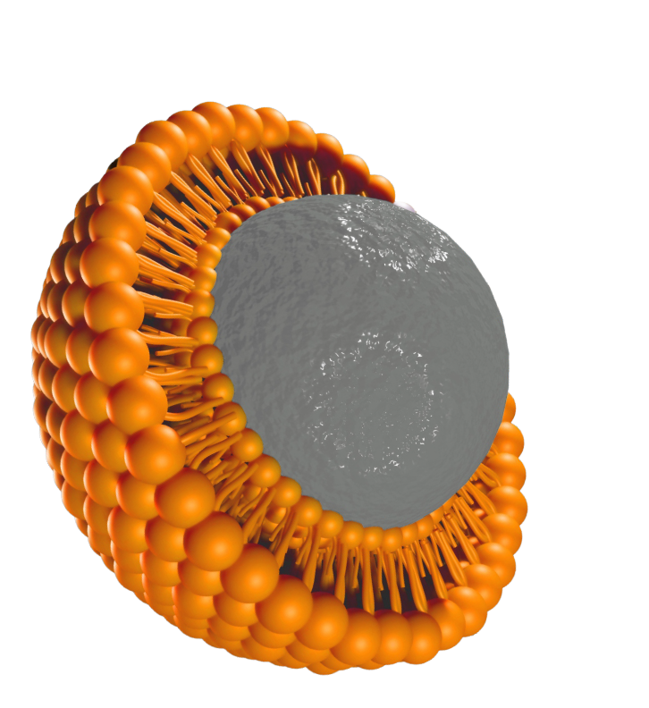 liposome